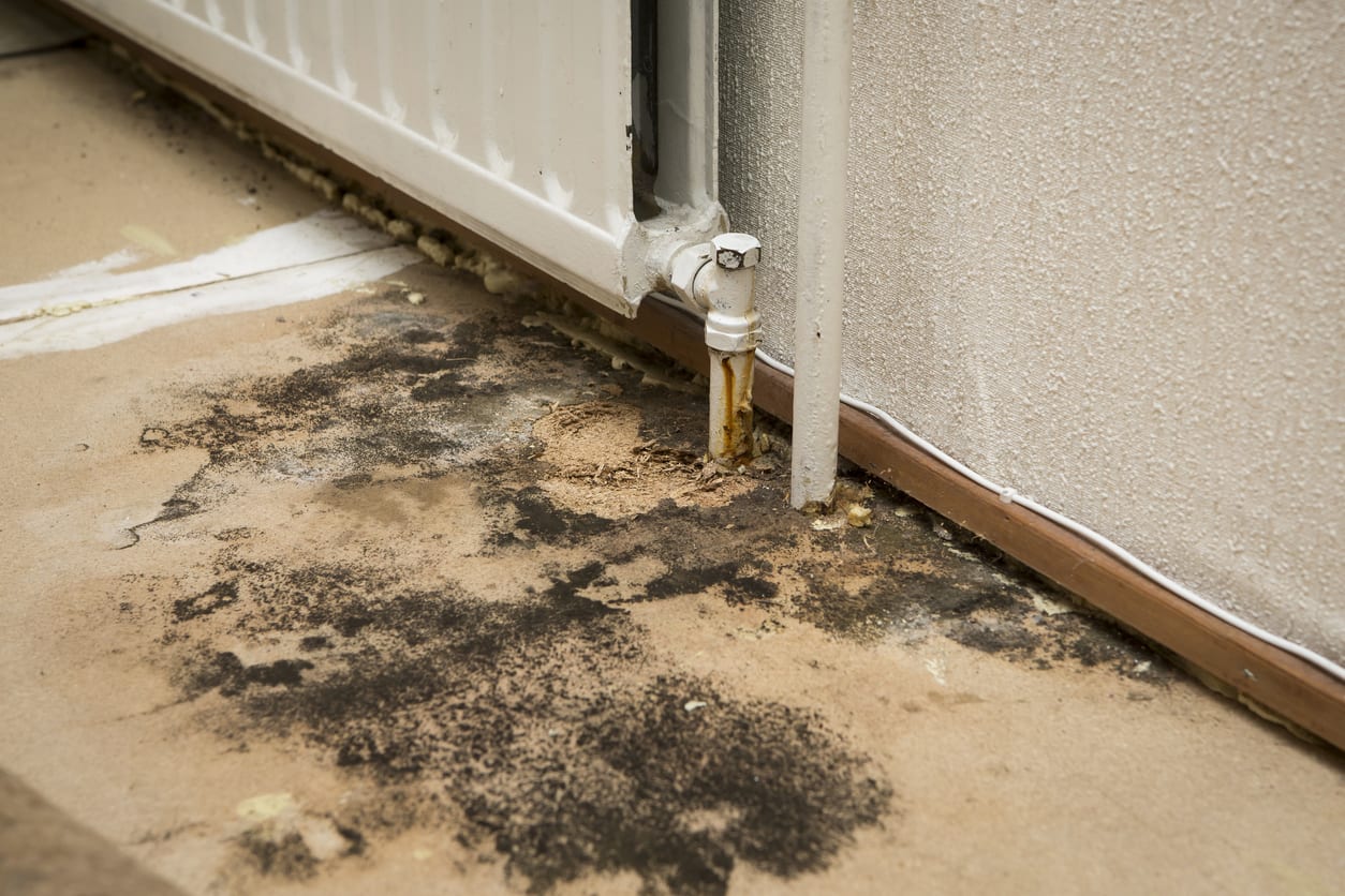 moldy home floor. mold problem. water intrusion with mold.