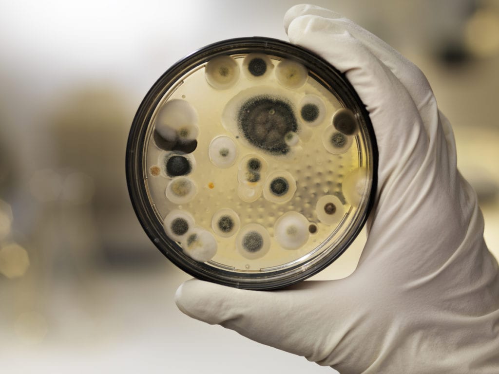 why you need mold remediation