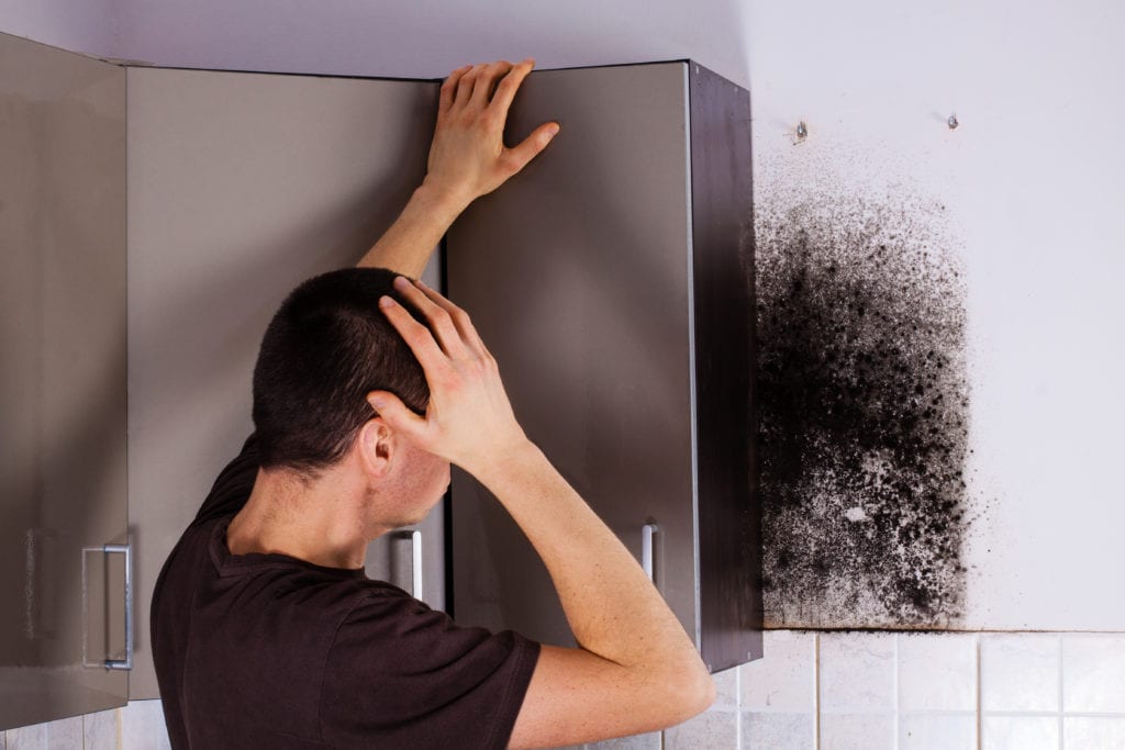 NYC Homeowner finds mold behind his kitchen cabinets